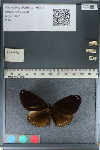 Media type: image;   Entomology 160935